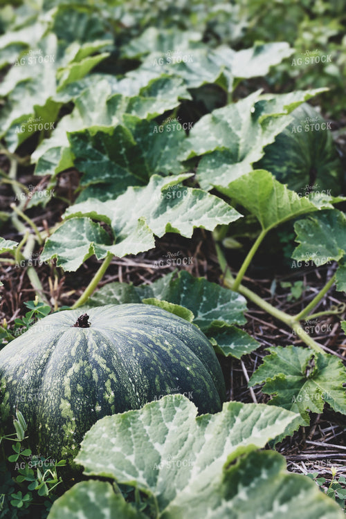 Pumpkins in Field 252005