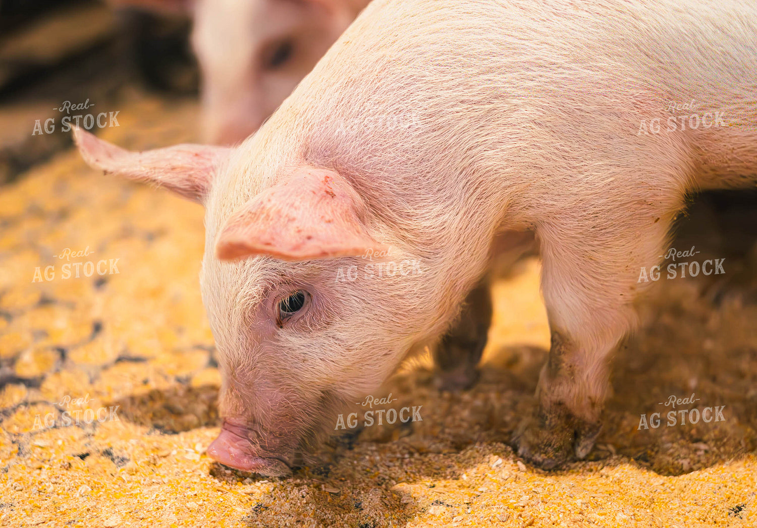 Pigs Eating Feed 289060