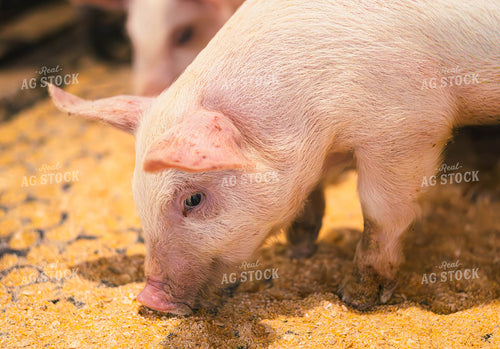 Pigs Eating Feed 289060