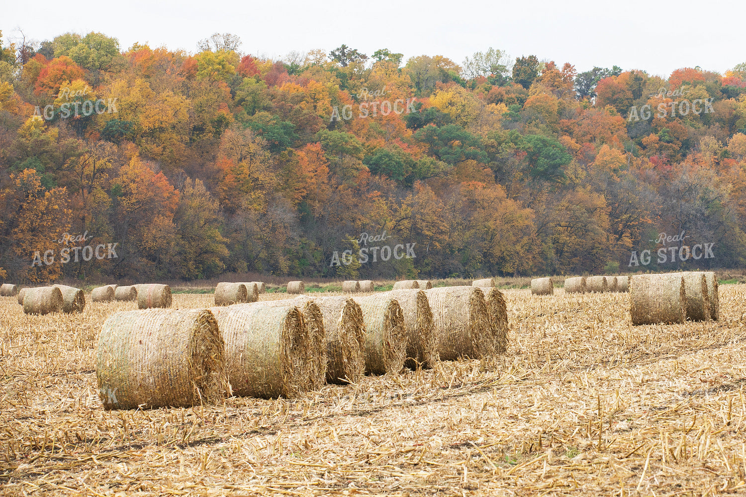 Corn Stalk Bales 145094