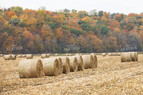 Corn Stalk Bales 145094