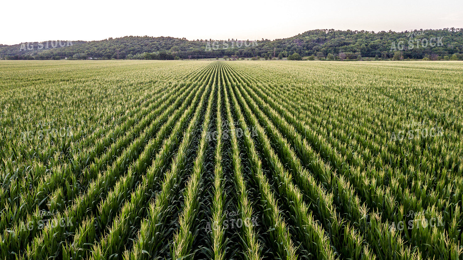 Aerial of Corn Tassels 250121