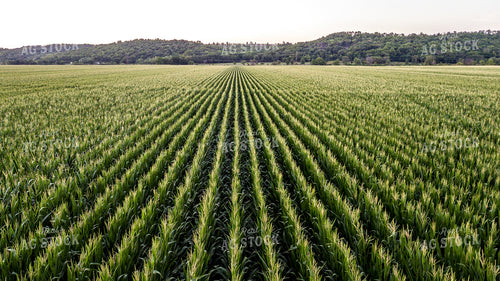 Aerial of Corn Tassels 250121