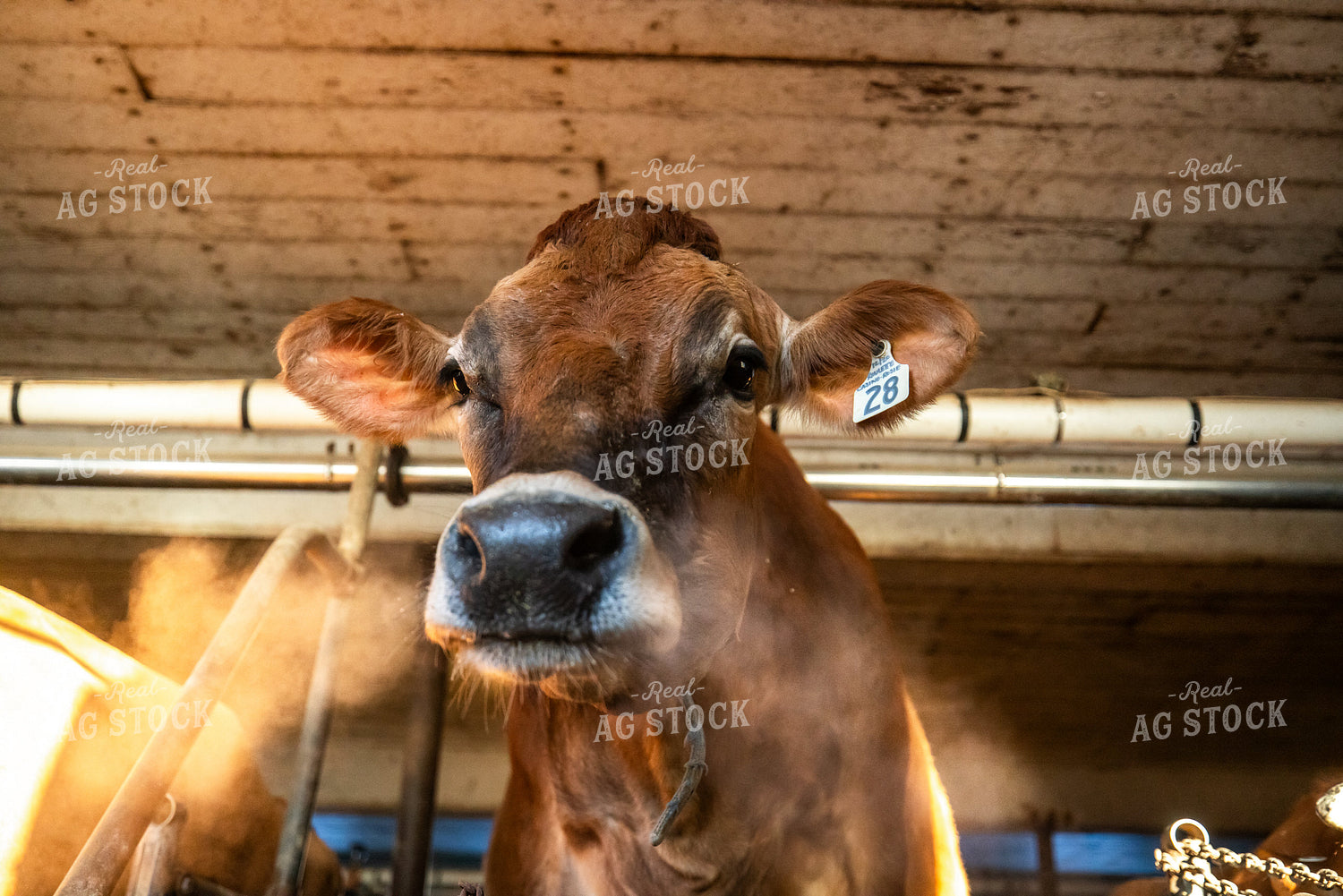 Jersey Cow in Dairy Barn 270680