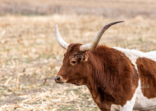 Longhorn Cattle 193002