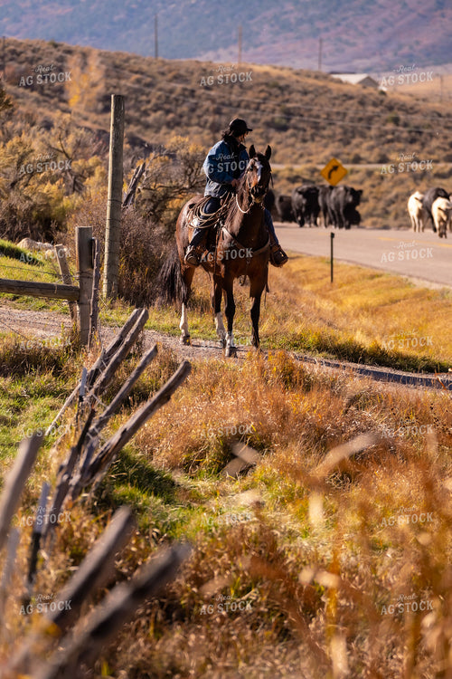 Rancher Herding Cattle on Horseback 163025