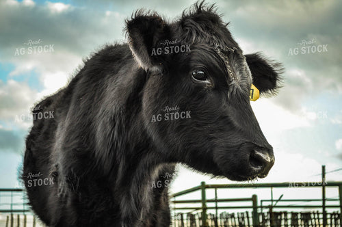 Angus Cow Face 59020