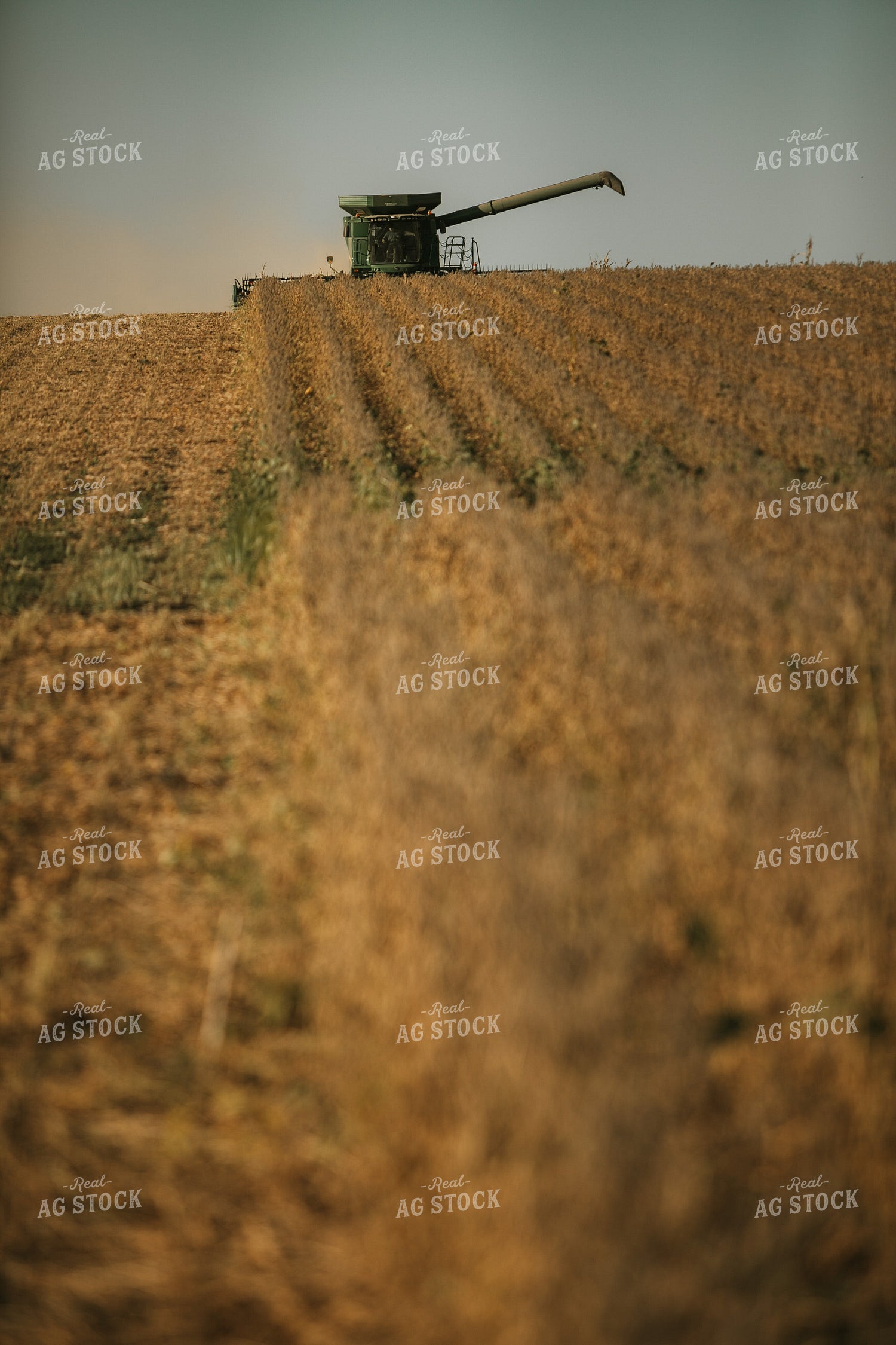 Combine Cutting Soybeans 4775