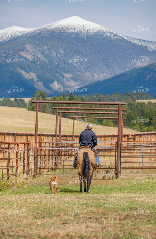 Farm Dog Walks Alongside Cattleman on Horse 81127