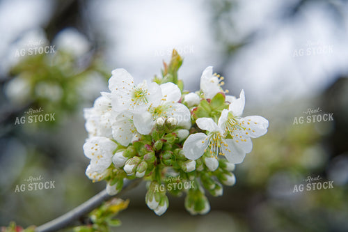 Cherry Blossoms 146083