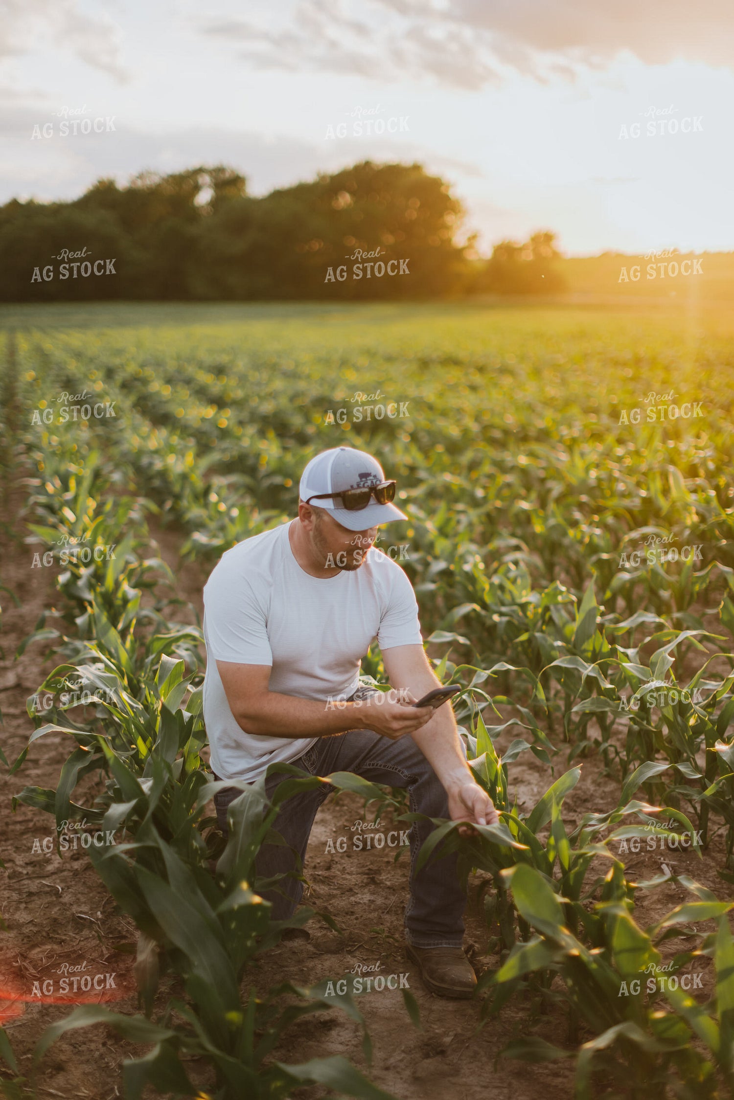 Farmer Taking Picture of Corn with Phone 8825