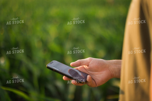 Farmer Using Phone in Corn Field 8164