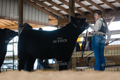 Showing Cattle 52828