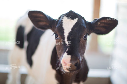 Holstein Calf 55288