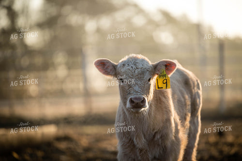 Charolais Calf 219025