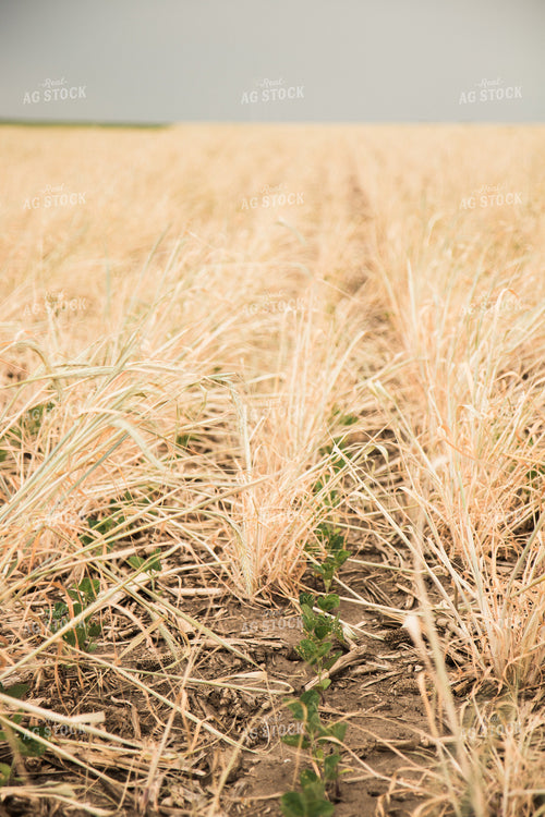 Soybeans Growing in Cover Crop 67350