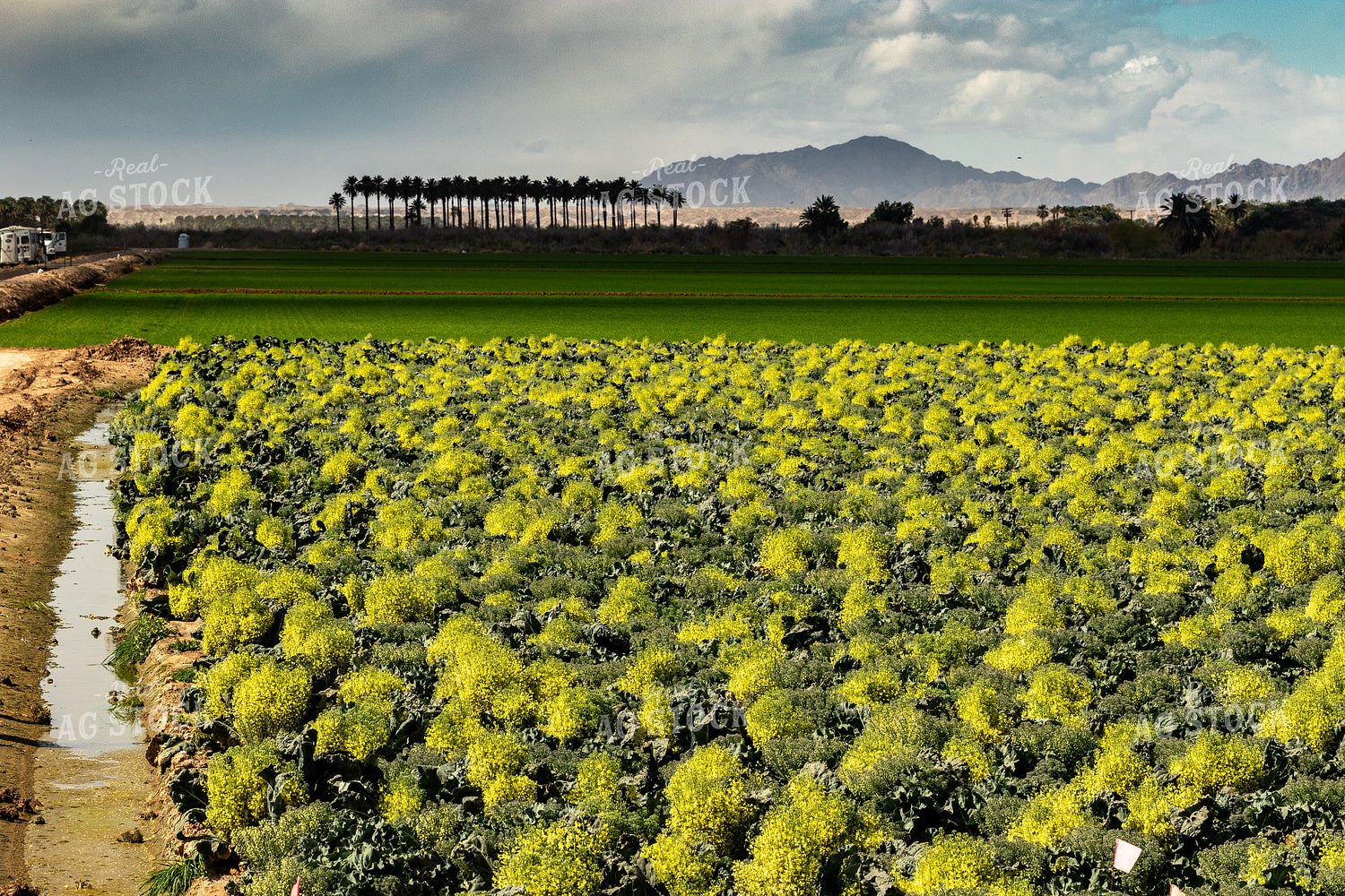 Broccoli Field 105034