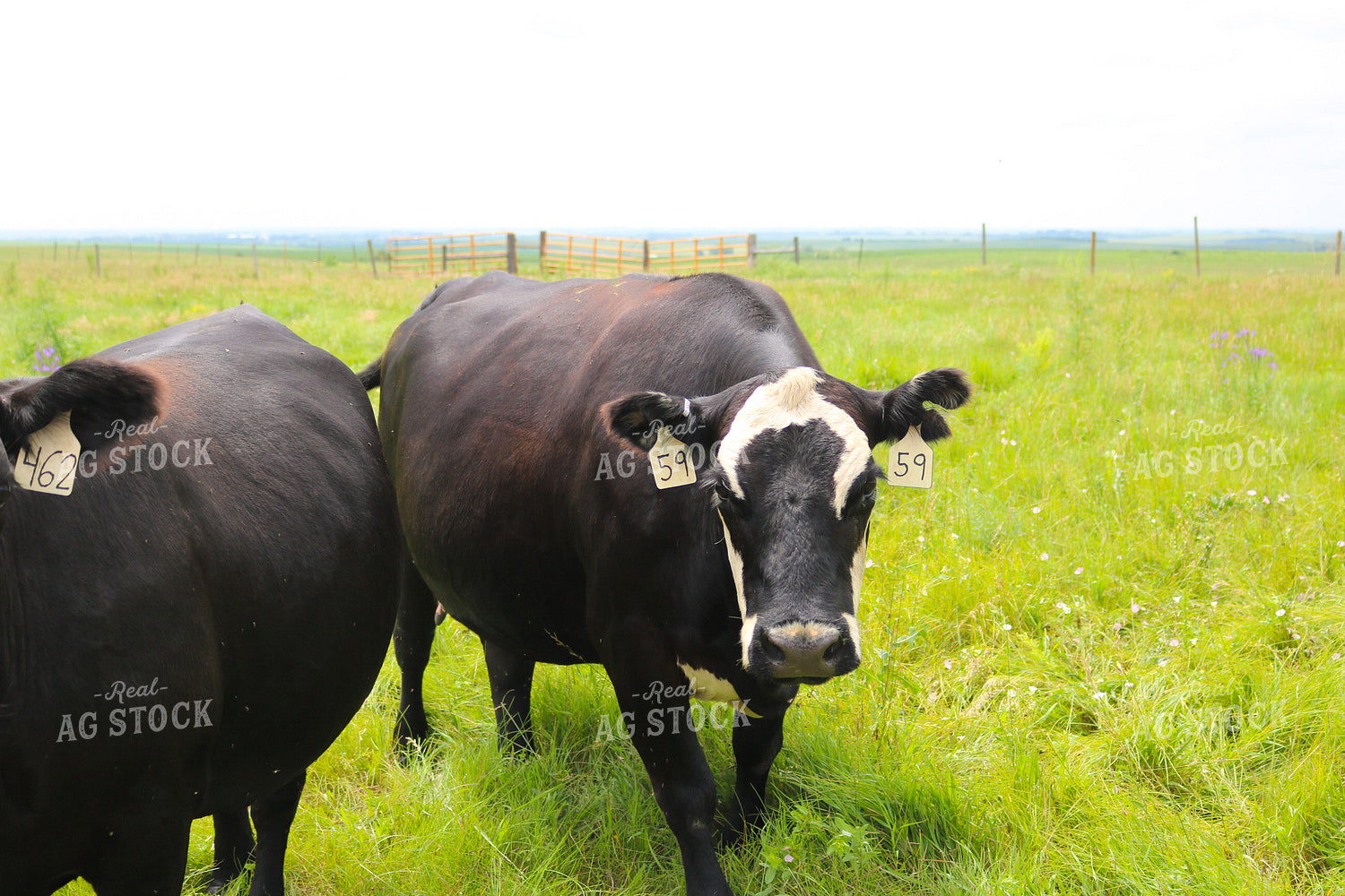 Black Angus Cattle on Pasture 82298