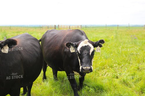 Black Angus Cattle on Pasture 82298