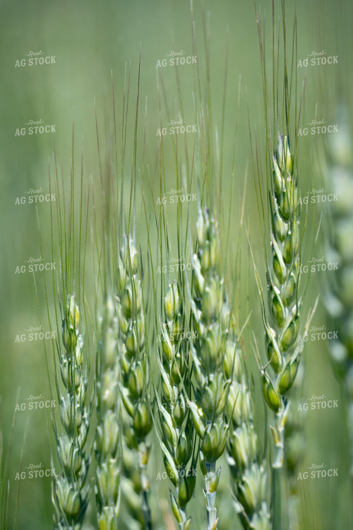 Wheat Head 146063