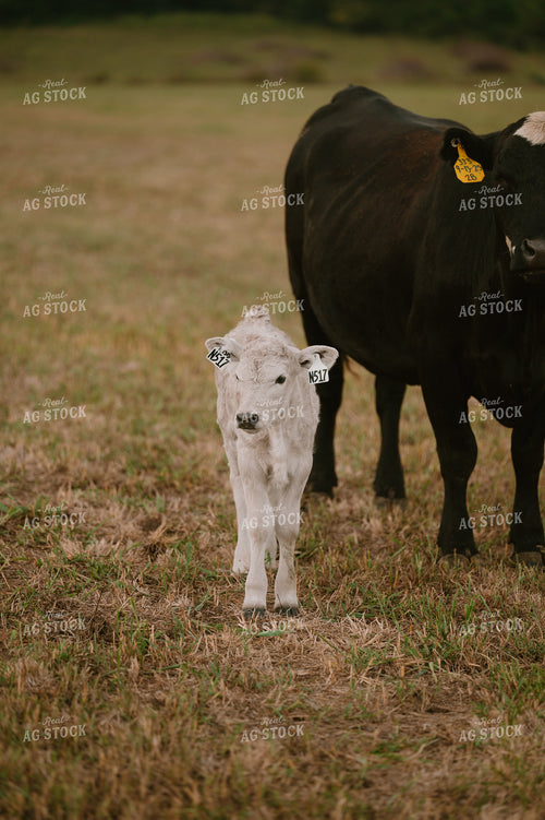 Cow Calf Pair 125361
