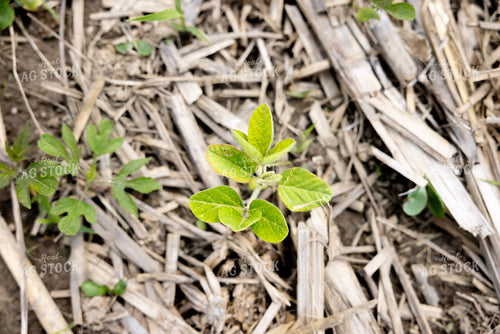 Early Growth Soybeans 178130