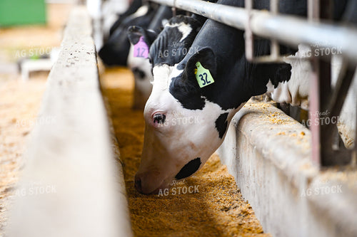 Holstein Cattle Eating 90094