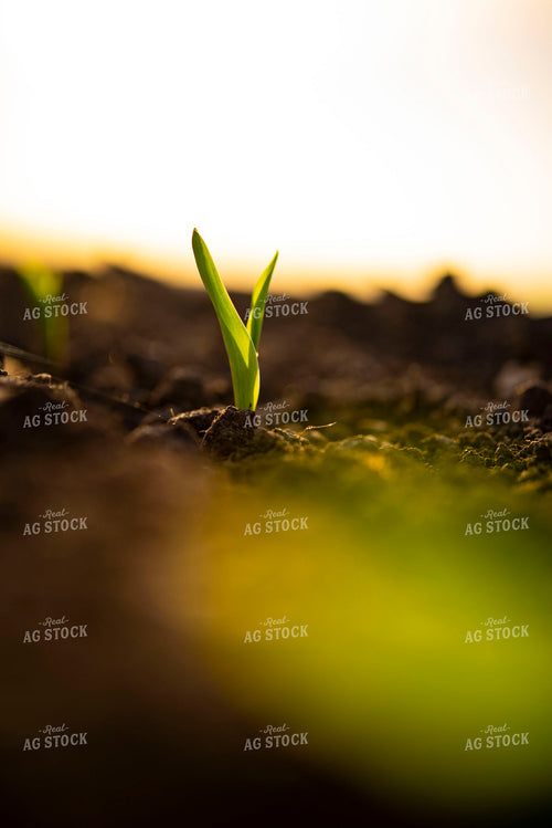 Corn Emerges from Ground 136002