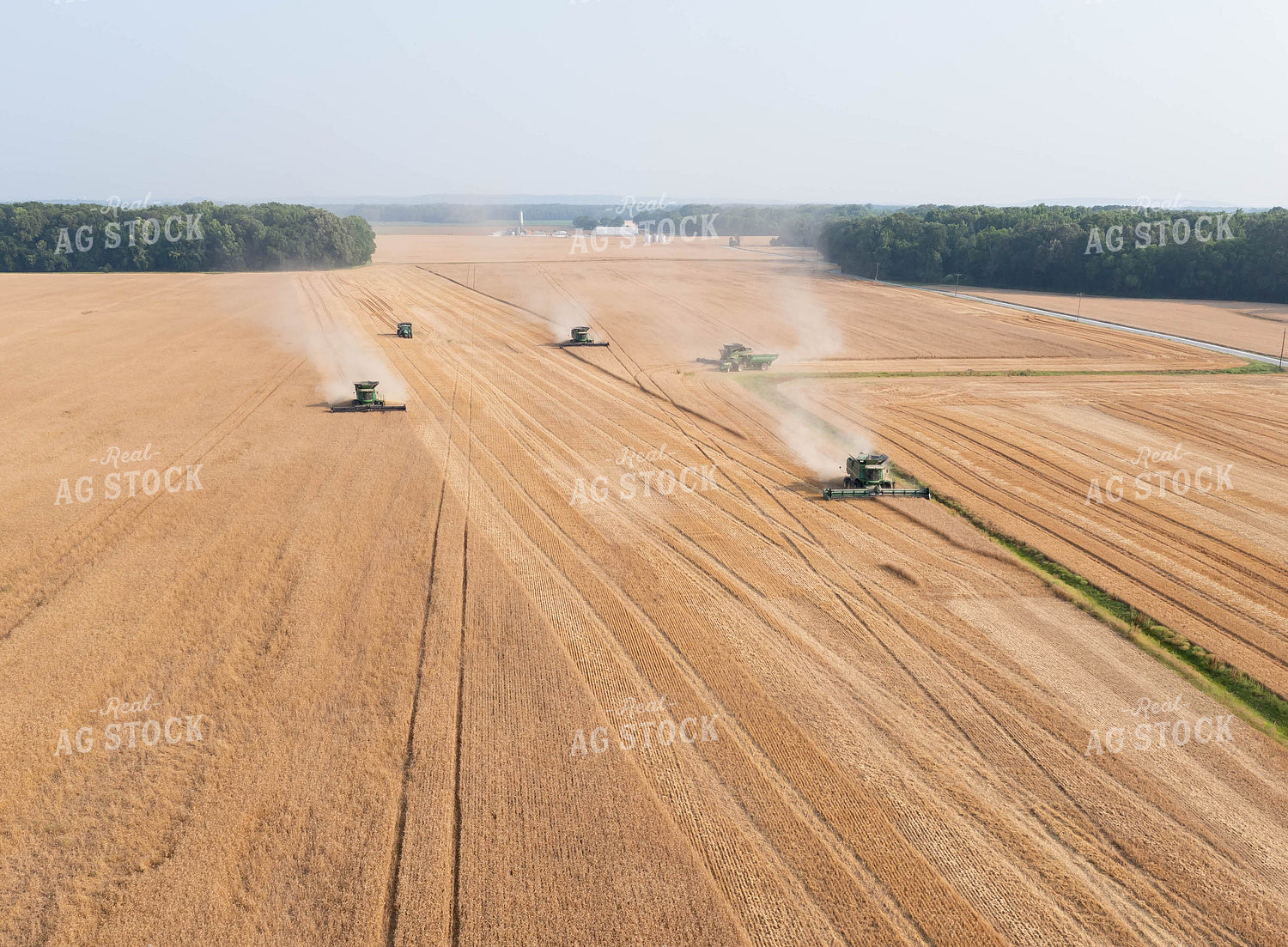 Soybean Harvest 79325