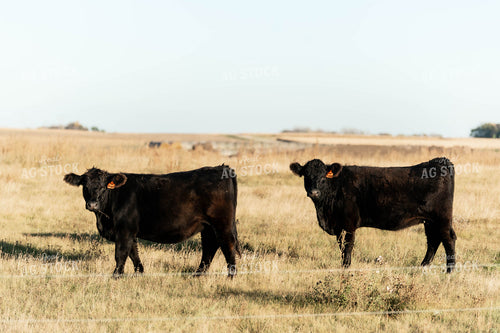 Cattle on Pasture 185046