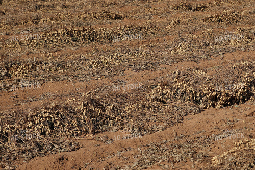 Peanut Field 102205