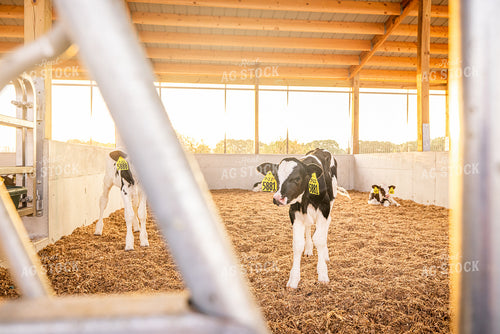Holstein Calves 270169