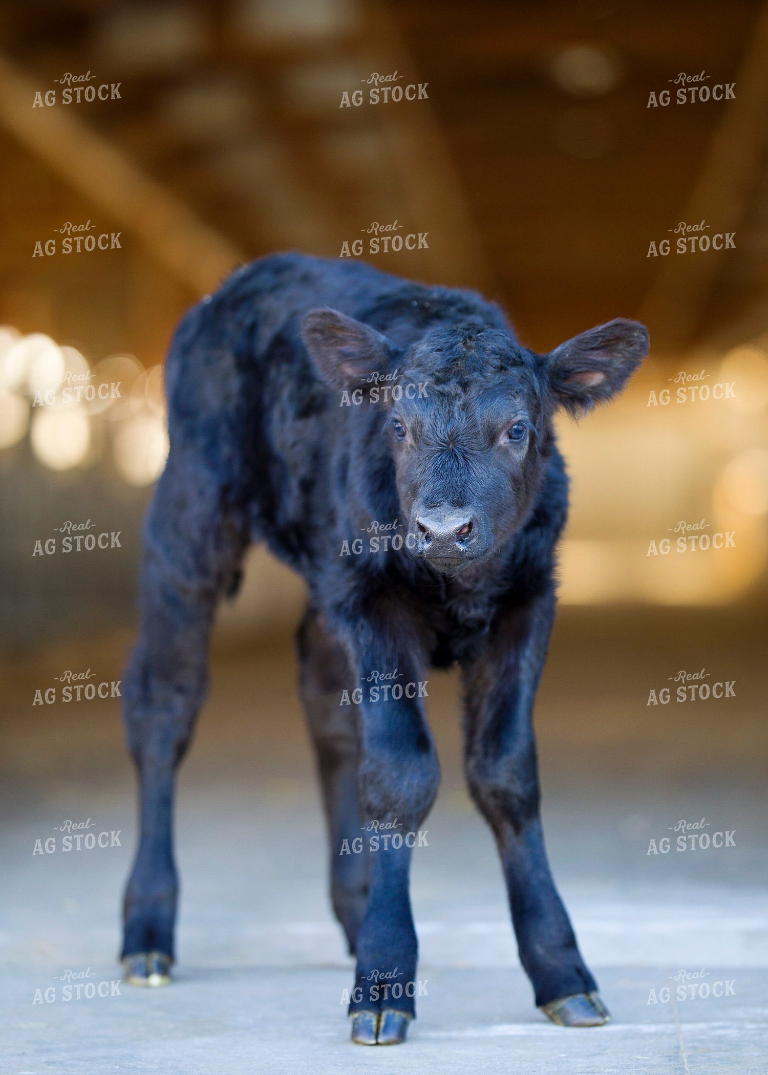 Beef on Dairy Calf 55394