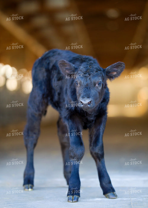 Beef on Dairy Calf 55394