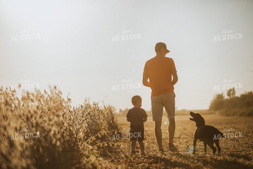 Farmer, Son, and Dog Walking Along Half Harvested Soybean Field 4792