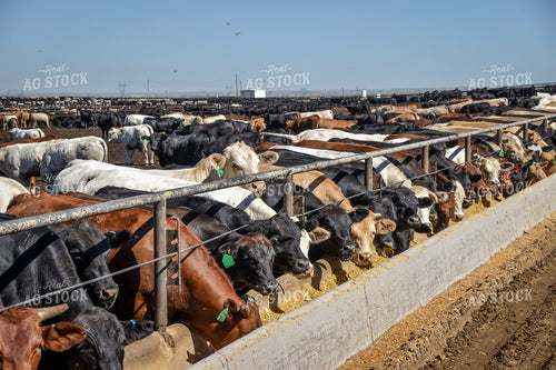 Diverse Cattle Eating From Feed Bunk in Feedlot Pen 56468
