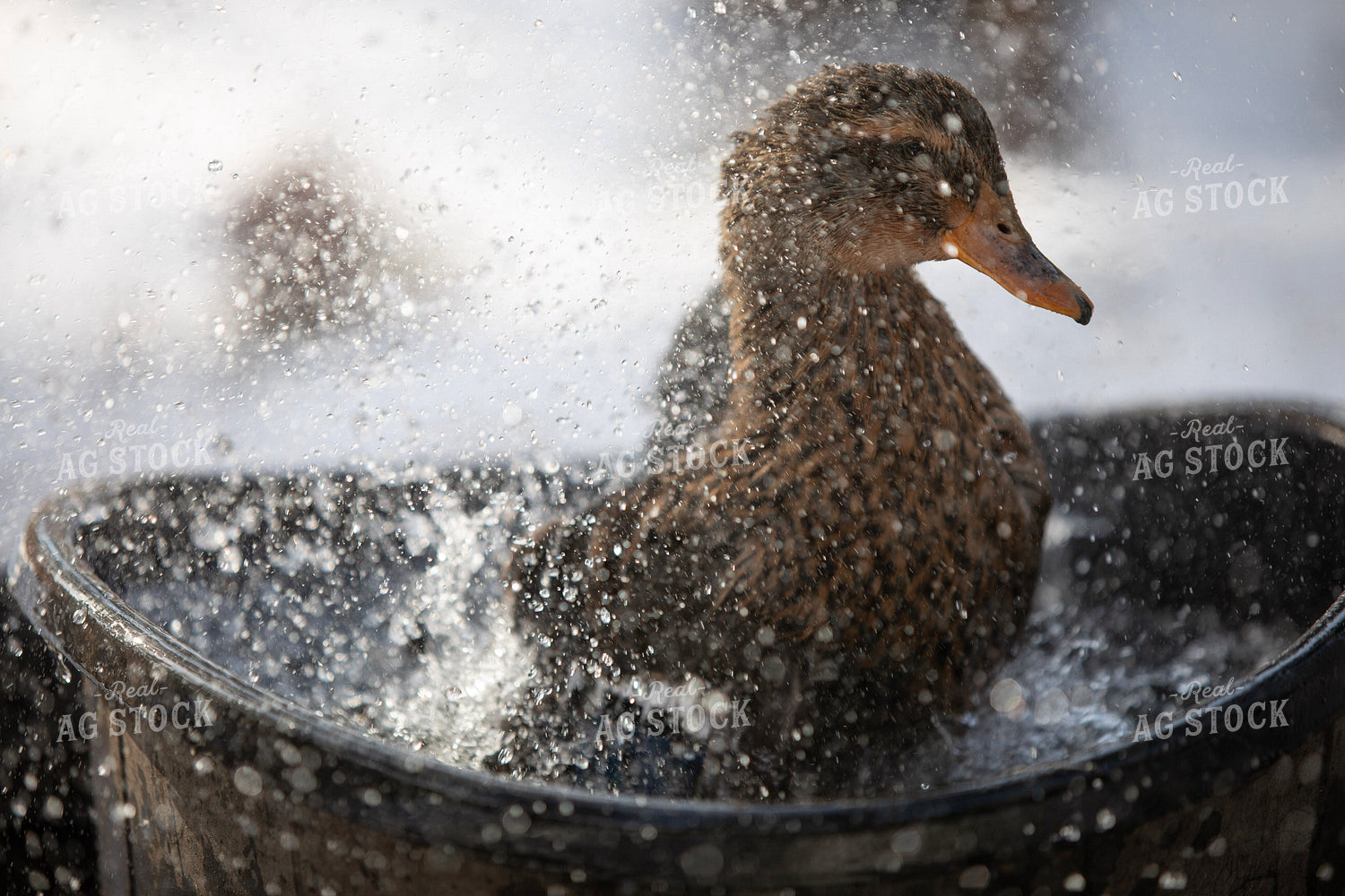 Ducks in Water 117458