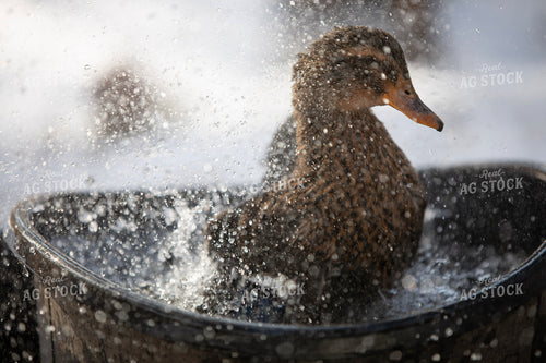 Ducks in Water 117458