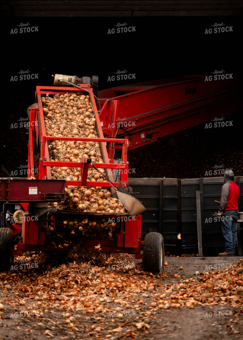 Onion Harvest 185028