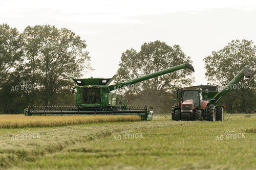 Rice Harvest 125287
