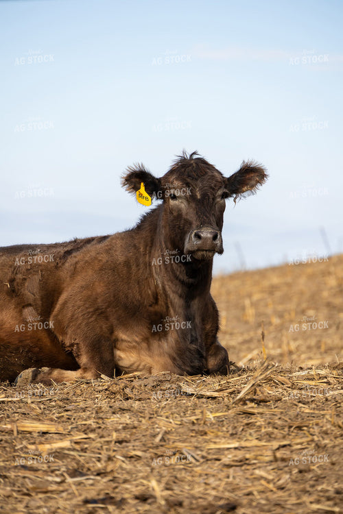 Cow 194009