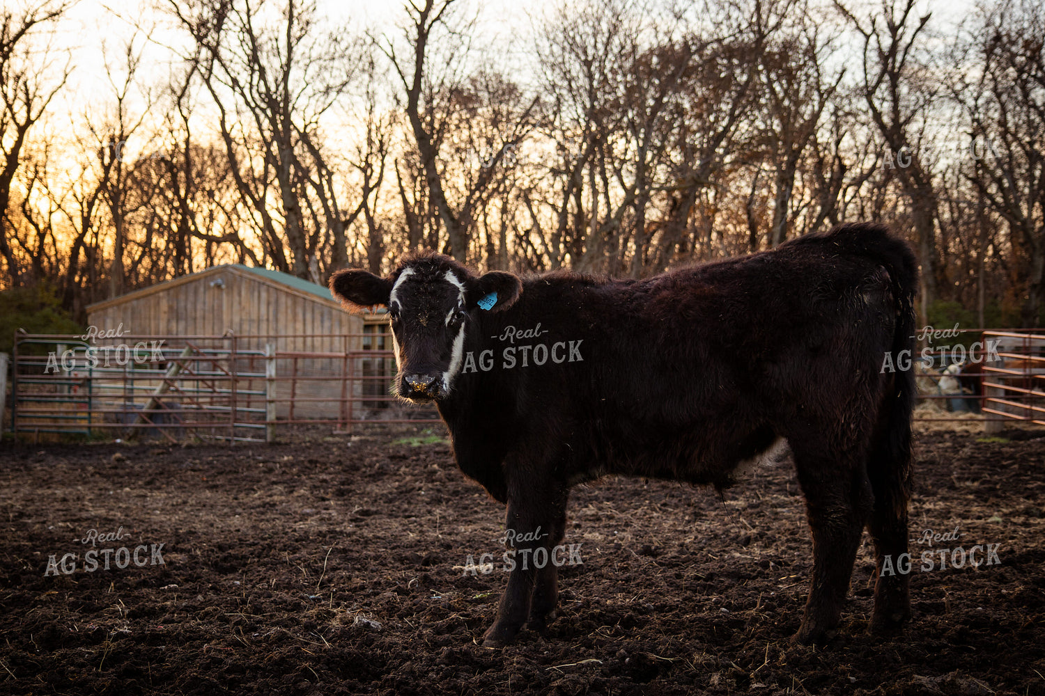 Cattle in Pen 268126