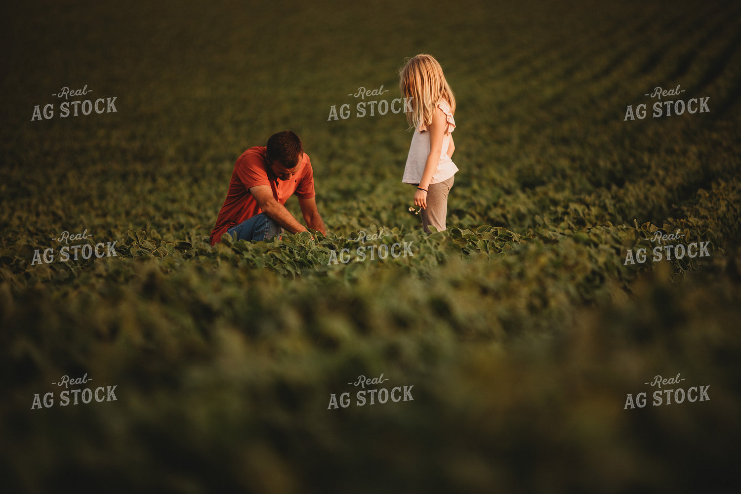 Farmer and Farm Kid Checking Crops in Soybean Field 4587