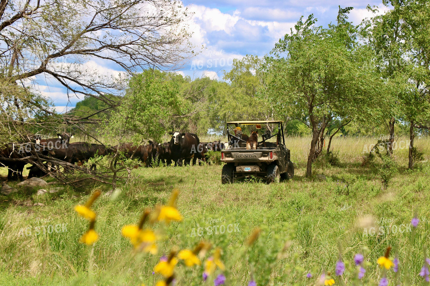 Farmer Checking Cattle 299256