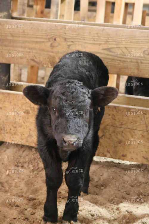 Black Angus Calf 82052