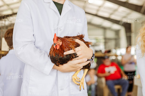 Judging Chickens at Fair 52503