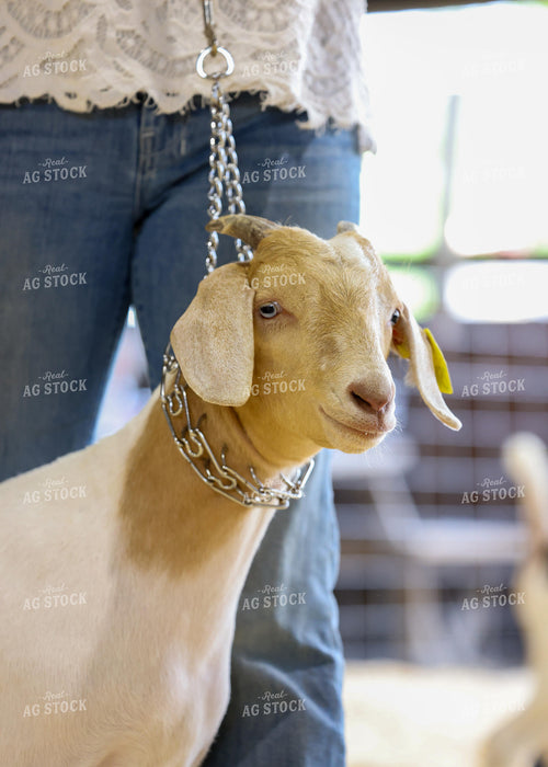 Showing Goats 160092