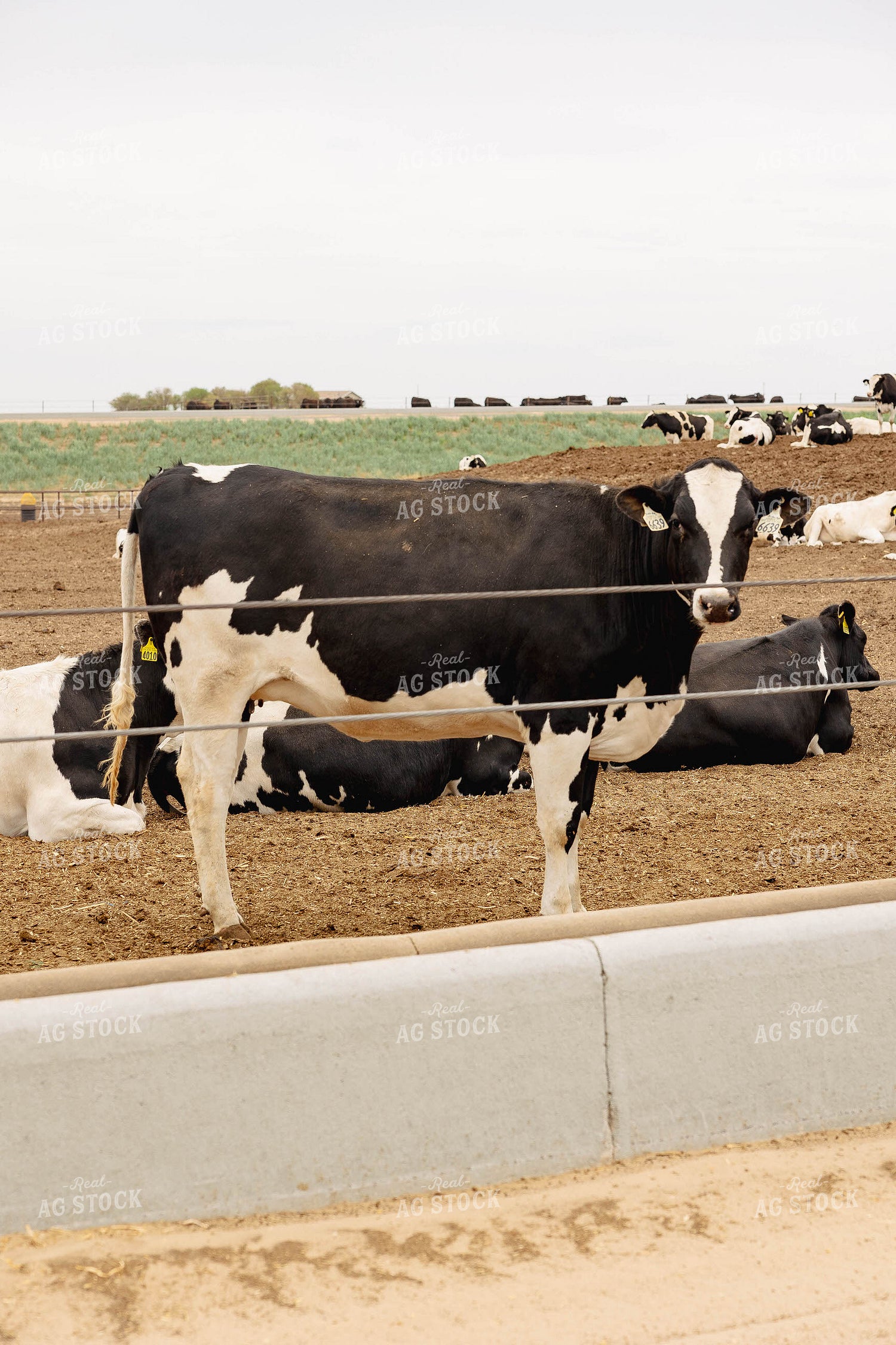 Holstein Cattle in Farmyard 114028