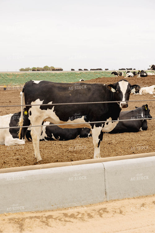 Holstein Cattle in Farmyard 114028