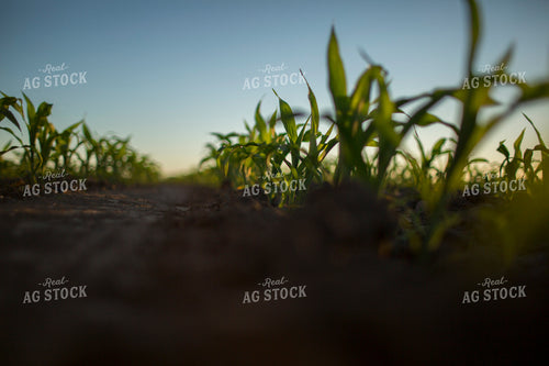 Corn - Early Growth 1095